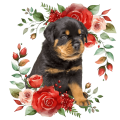 PhotoRoom_20240120_164247.PNG