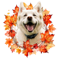 Photoroom_20240806_201628.PNG